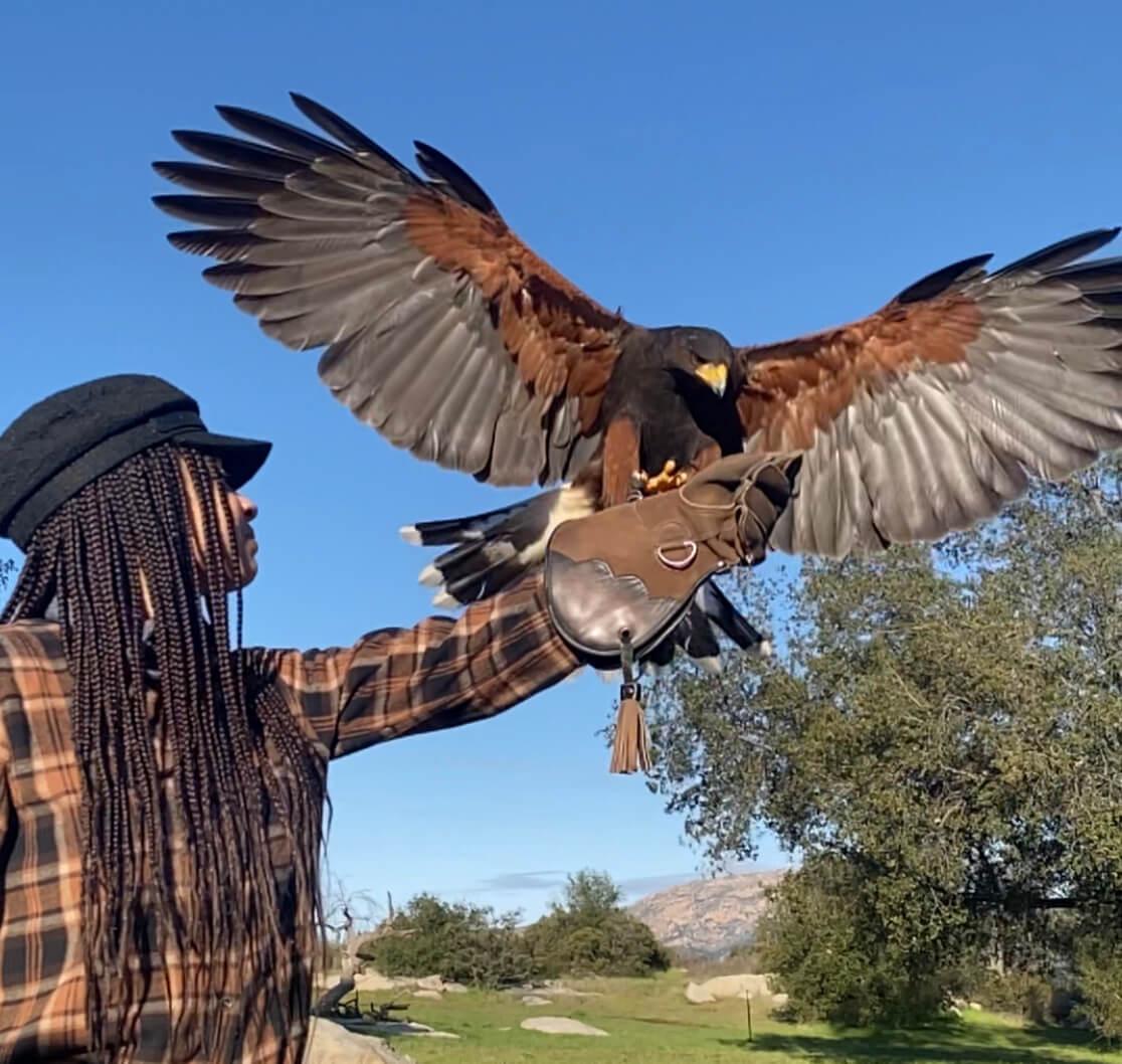 Talon and Flight